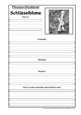 Pflanzensteckbrief-Schlüsselblume-SW.pdf